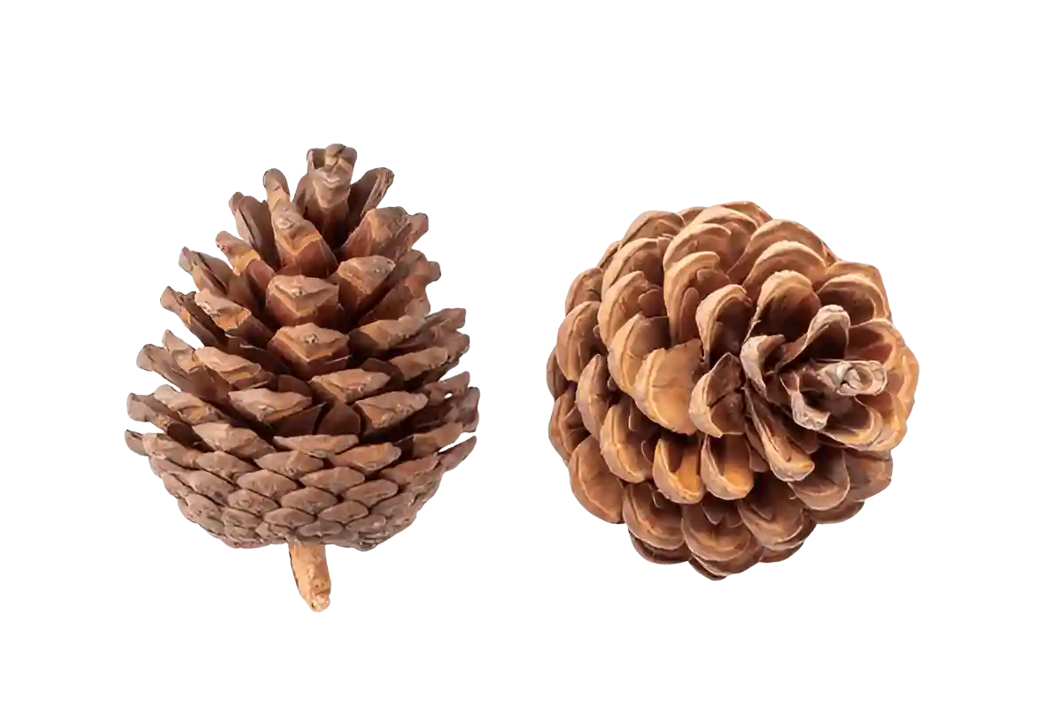 Pine Cone