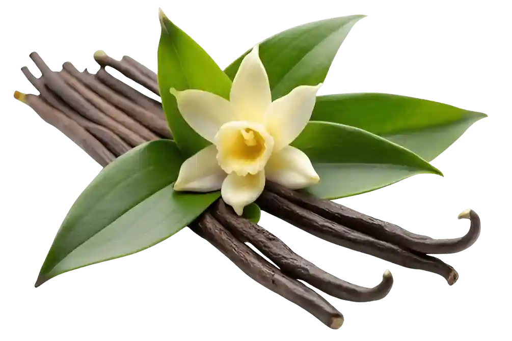Vanilla